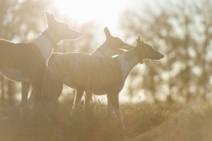 Fotografaituoiamicia4zampecanigattietuttiglianimalichepreferite