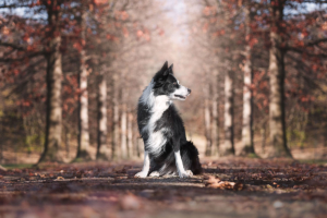 fotografiaanimalicanibordercolliesimonelucafotografia