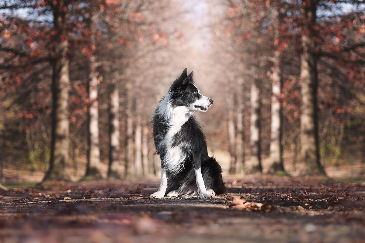 fotografiaanimalicanibordercolliesimonelucafotografia