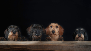 fotografiadianimaliamilanoscopriiservizisimonelucafotografiemilano