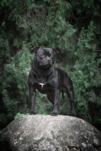fotografiadicaniamilanosimonelucadogphotography