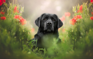 fotografoamilanodicanieanimaliservizifotograficisimoneluca