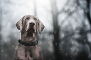 fotografoanimaliamilanosimonelucascattaunasuperfotoaltuoamicocane