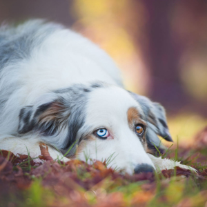 regalaunserviziofotograficoaltuoamicoanimalecanegattocavallosimonelucafotografie