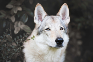 servizifotograficianimaliscegliituoiservizidasimoneluca