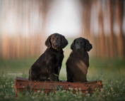 fotografiaanimalicaniquattrozampemilanoetuttaitaliasimonelucafotografiecinofile