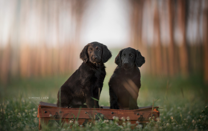 fotografiaanimalicaniquattrozampemilanoetuttaitaliasimonelucafotografiecinofile