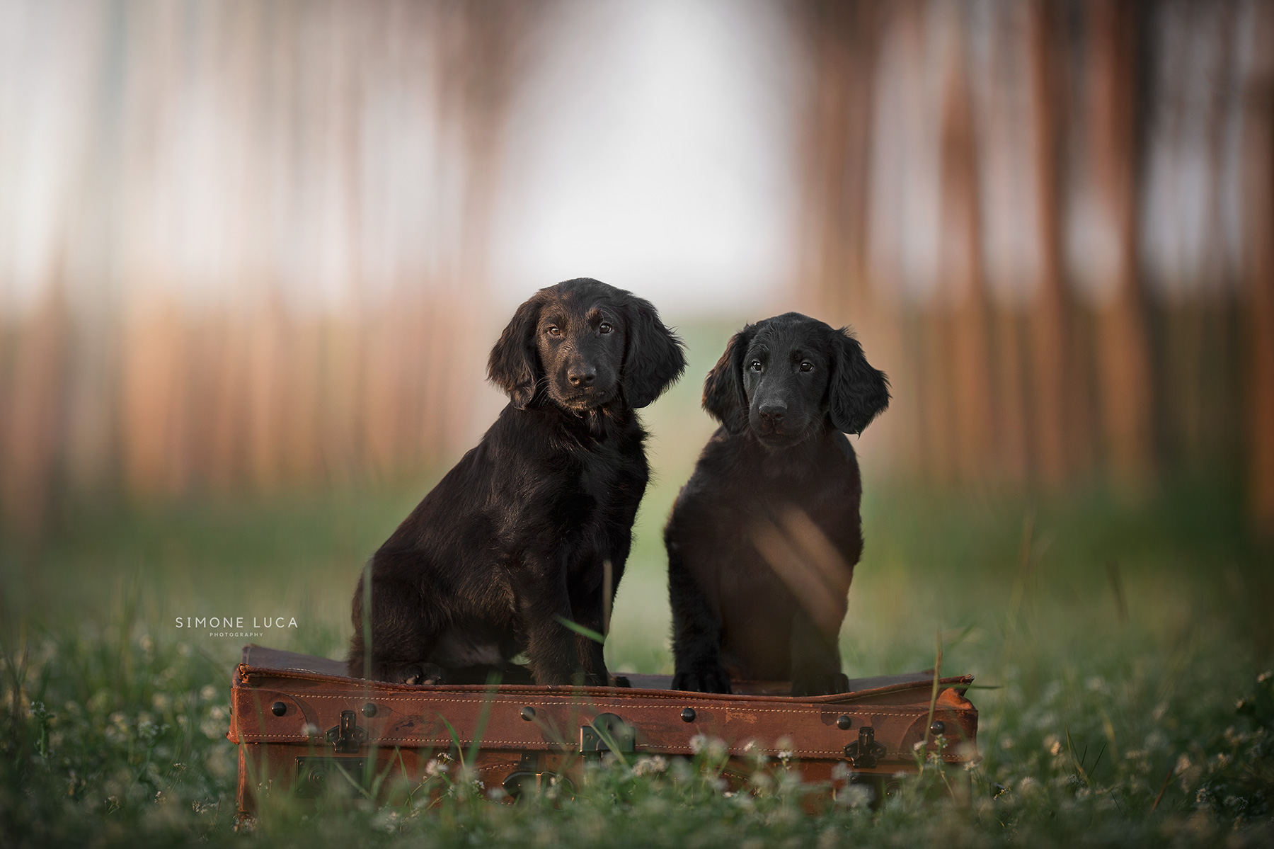 fotografiaanimalicaniquattrozampemilanoetuttaitaliasimonelucafotografiecinofile