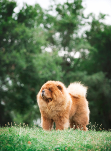 fotografocinofilosimonelucaprofessionistadelsetoreanimaliservizifoograficipersonalizzabili